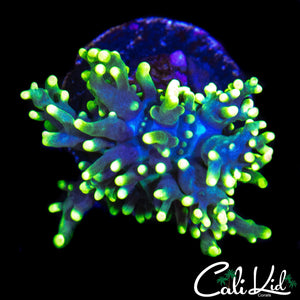 CK BRASS MONKEY BOUNCE SHROOM