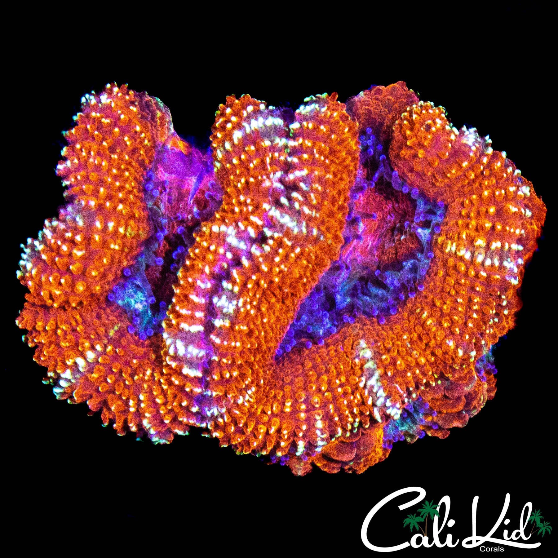 ULTRA STRIPE ACAN TRIPLE