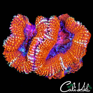ULTRA STRIPE ACAN TRIPLE