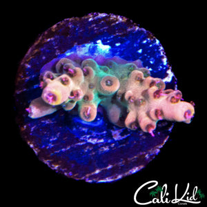 ULTRA RAINBOW ACRO