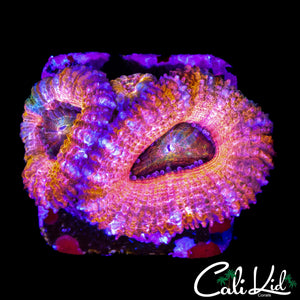 PASTEL RAINBOW ACAN TRIPLE