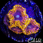 MYSTERY ZOA QUAD