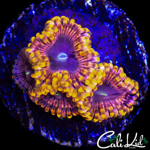 MYSTERY ZOA QUAD