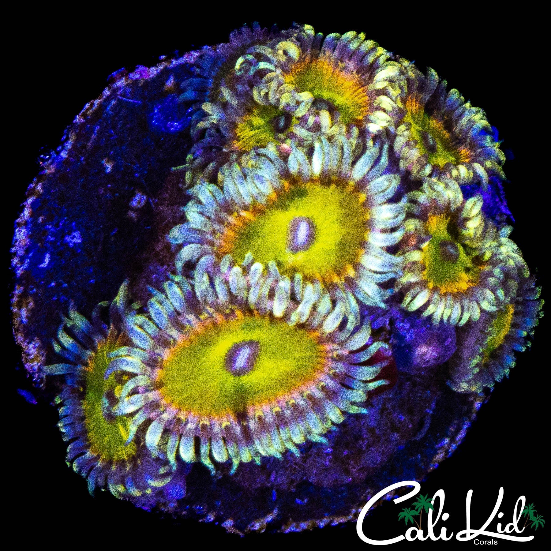 CK SATURNS RINGS MINI COLONY