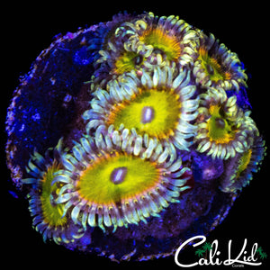 CK SATURNS RINGS MINI COLONY