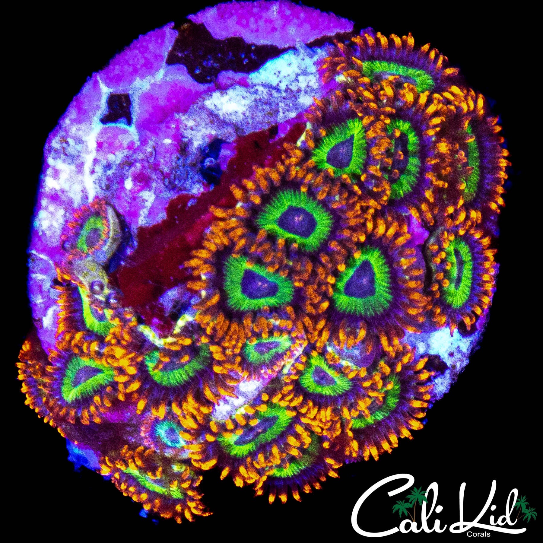 FRUIT LOOPS ZOA COLONY
