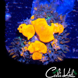 CB SUNKIST BOUNCE SHROOM