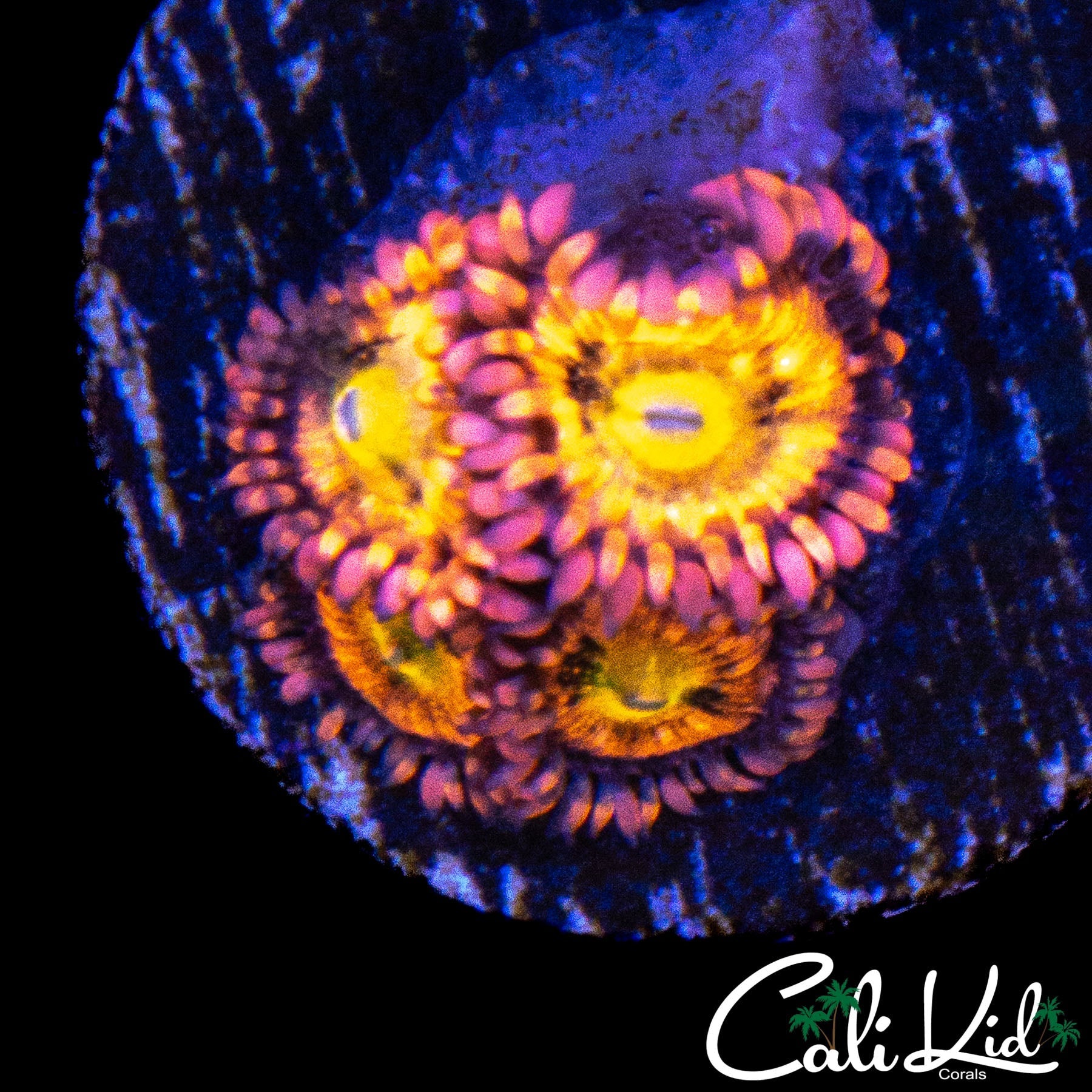 SAKURA TYPE ZOA QUAD