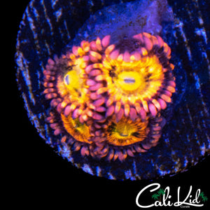 SAKURA TYPE ZOA QUAD