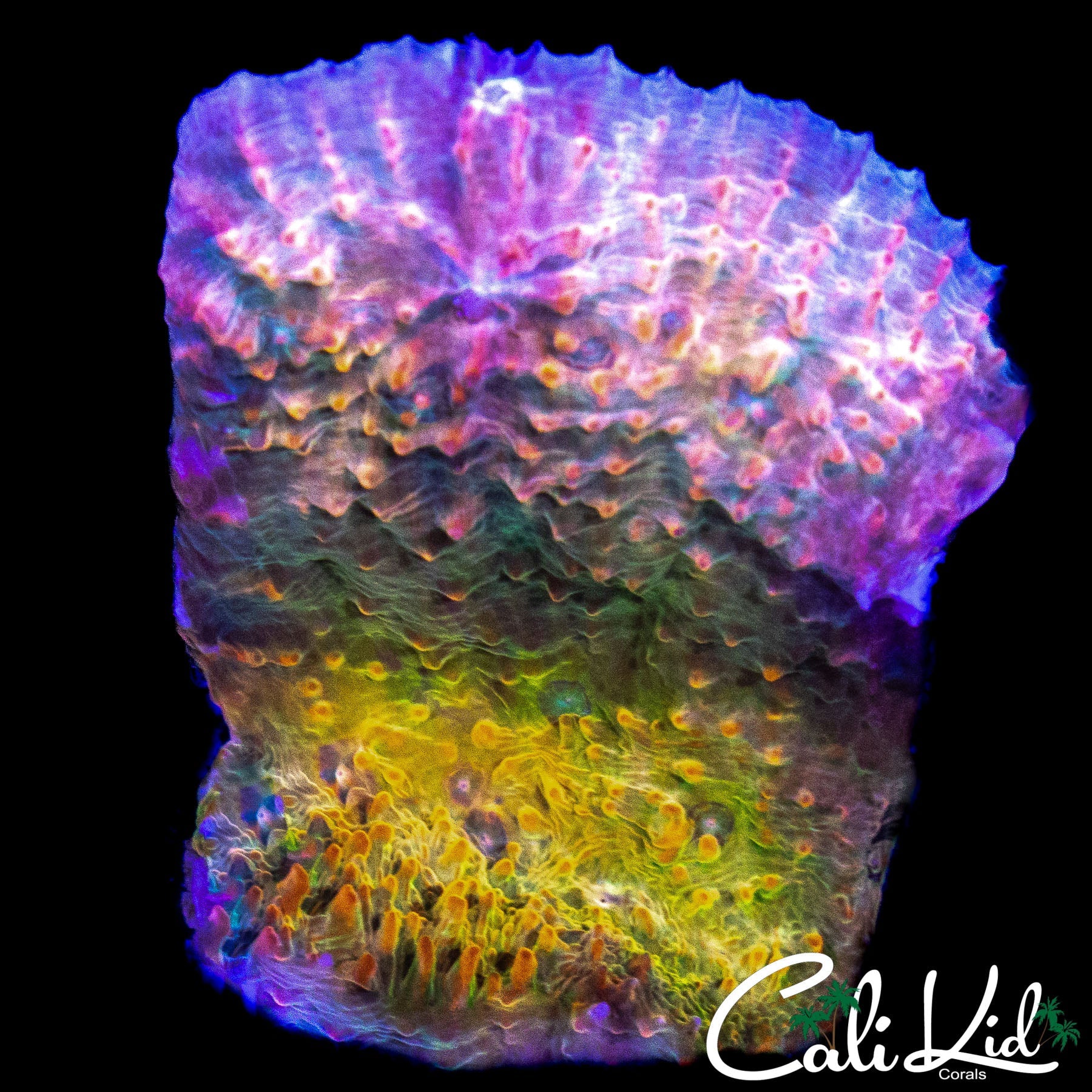 WORLD FAMOUS CK CUPPING CHALICE