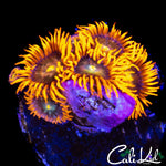 EYELASH ZOA MINI COLONY