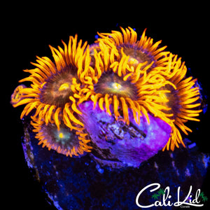 EYELASH ZOA MINI COLONY