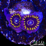 OG BLUE HORNET ZOA DOUBLE