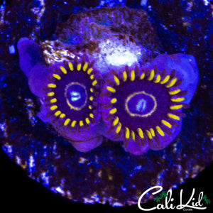 OG BLUE HORNET ZOA DOUBLE