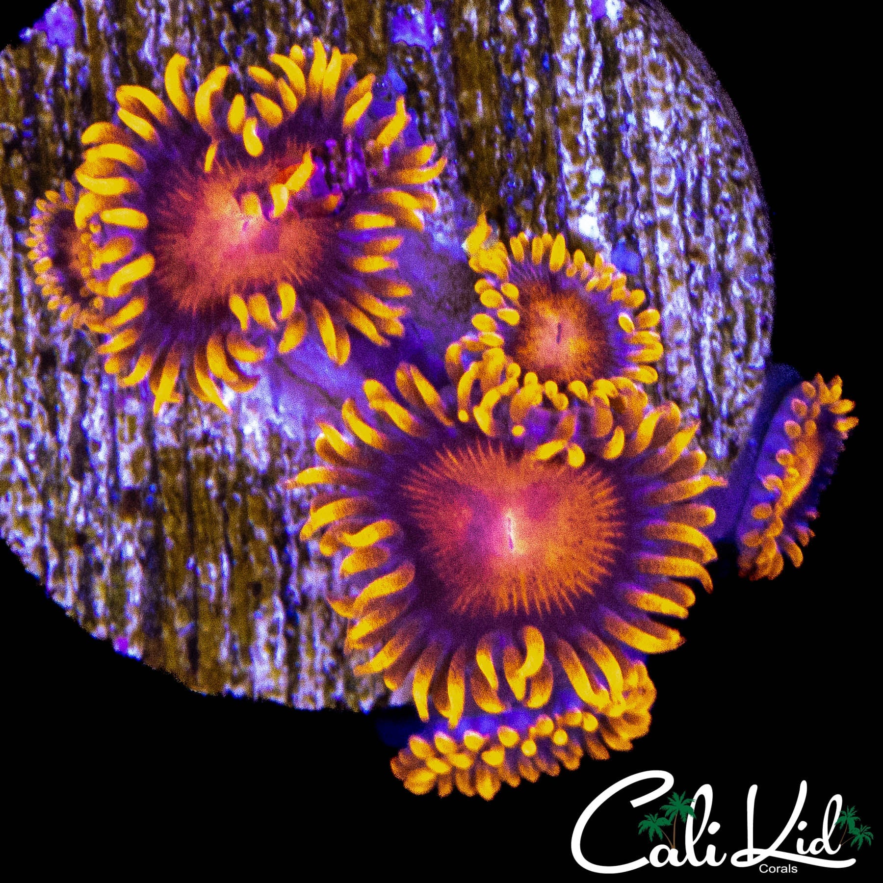 BAM BAM ZOA MINI COLONY