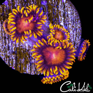 BAM BAM ZOA MINI COLONY