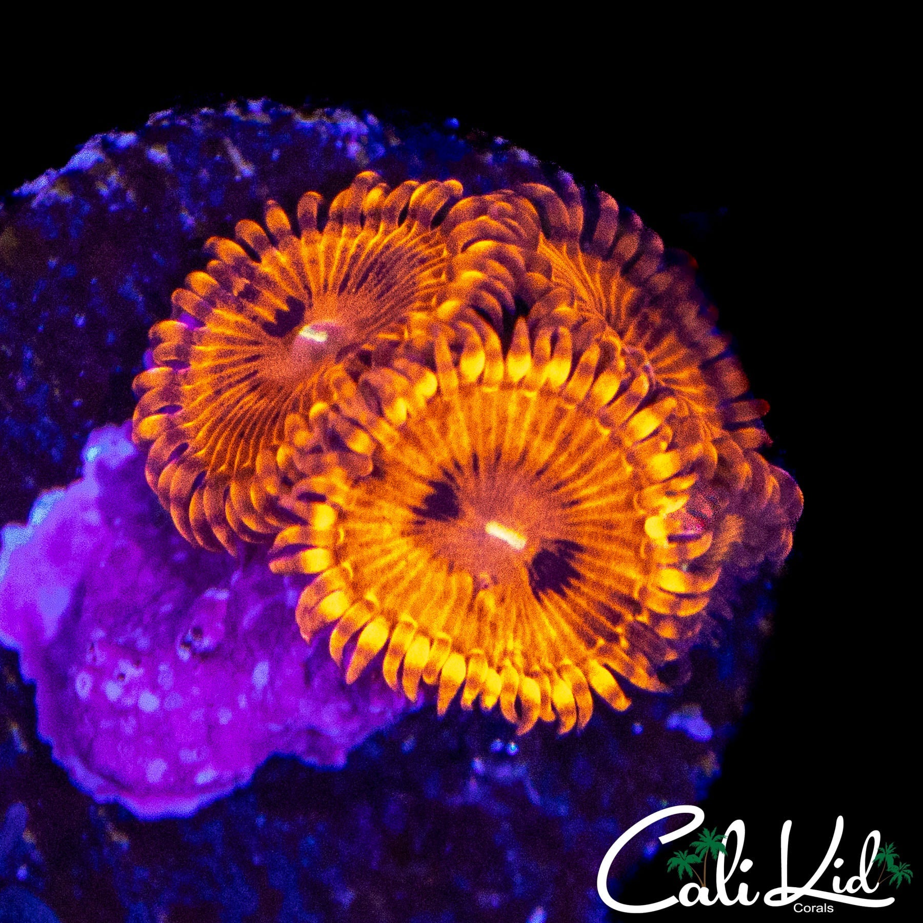 MYSTERY ZOA TRIPLE