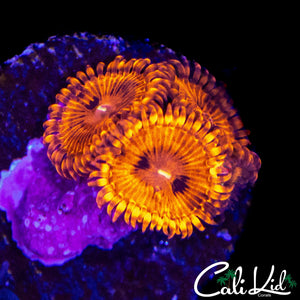 MYSTERY ZOA TRIPLE
