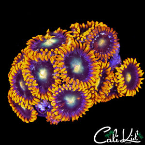 ASSORTED ZOA MINI COLONY