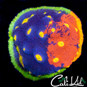 RARE RAINBOW CHALICE COLONY 50/50