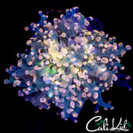 GREEN MOUTH BRANCHING FROGSPAWN