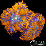FLAMETHROWER RHODACTIS DOUBLE