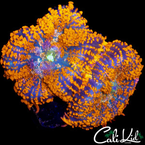 FLAMETHROWER RHODACTIS DOUBLE