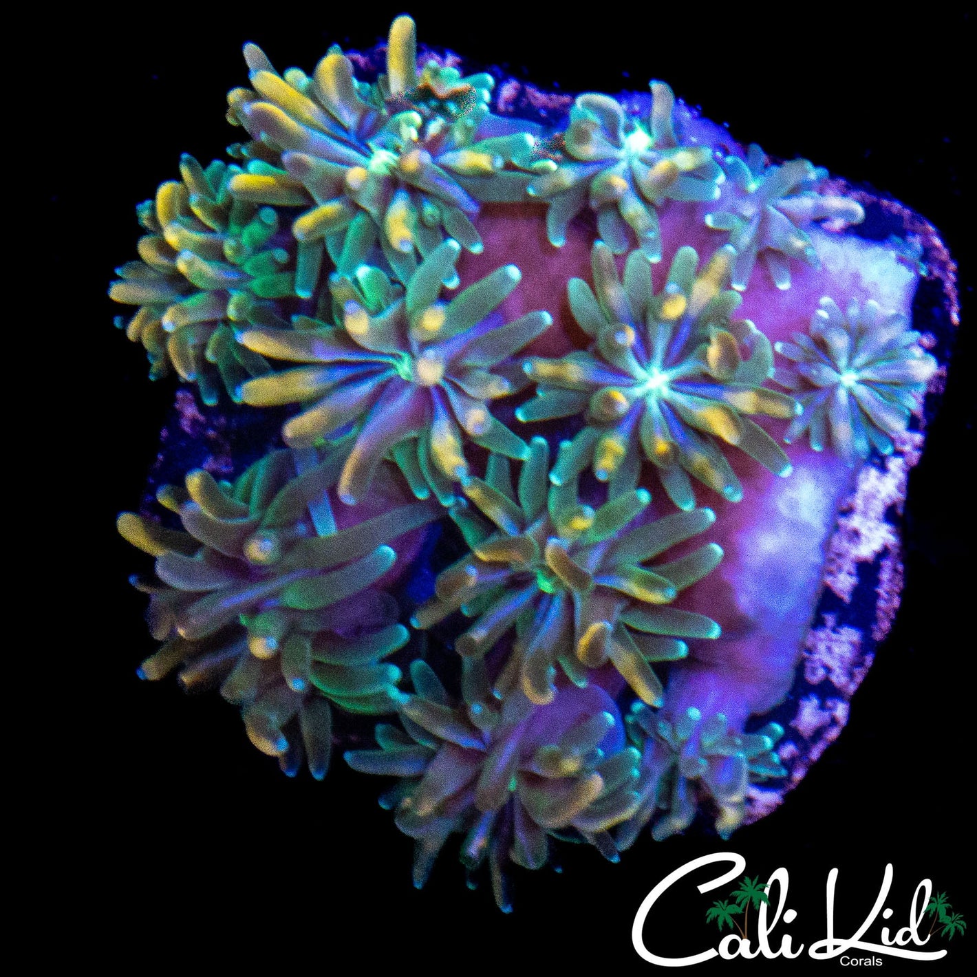 CK KALEIDOSCOPE GALAXIA