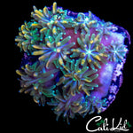 CK KALEIDOSCOPE GALAXIA