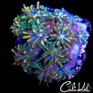 CK KALEIDOSCOPE GALAXIA