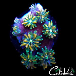 CK KALEIDOSCOPE GALAXIA