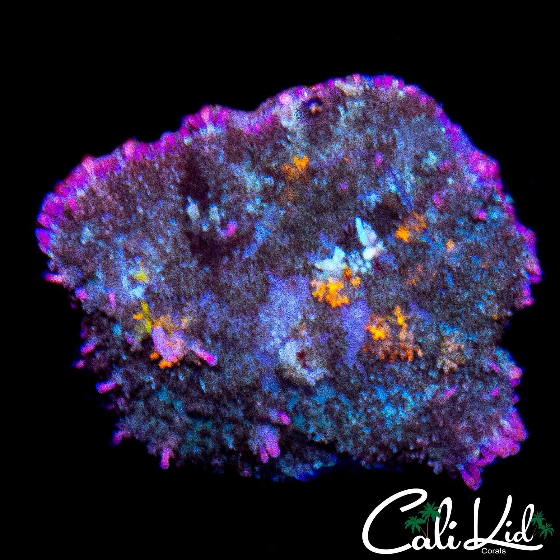 MYSTERY BOUNCE TYPE SHROOM