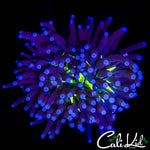 CK BLACK OUT TORCH