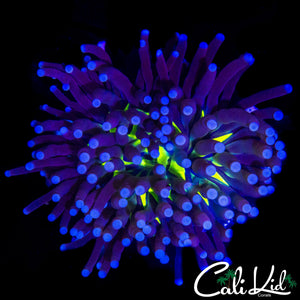 CK BLACK OUT TORCH
