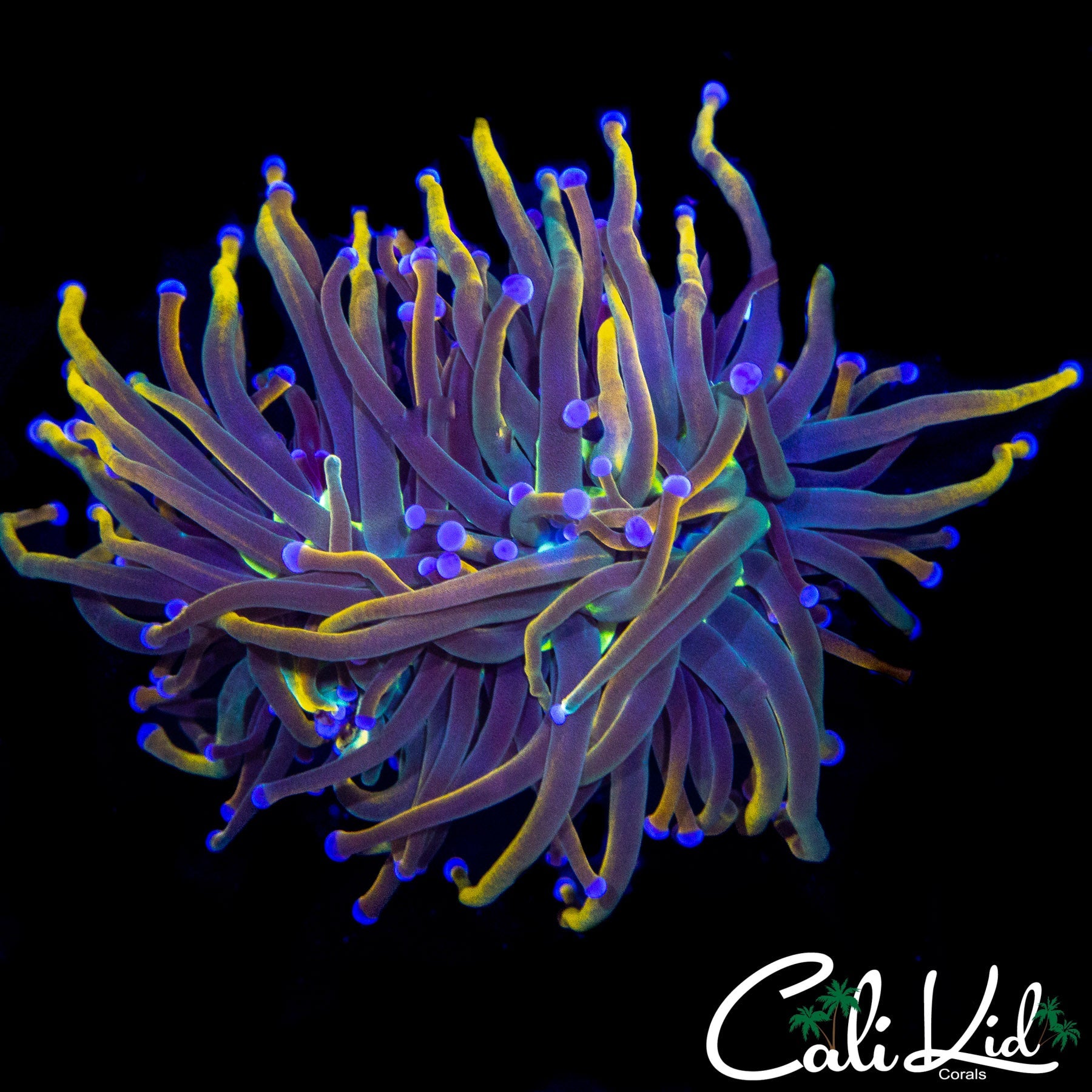AQUACULTURED MEDUSA TORCH