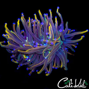 AQUACULTURED MEDUSA TORCH