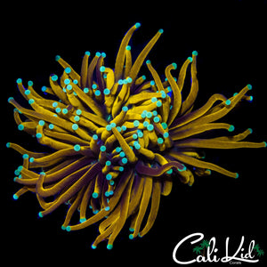LARGE TEAL TIP TORCH