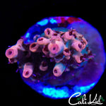 MYSTERY RAINBOW ACRO