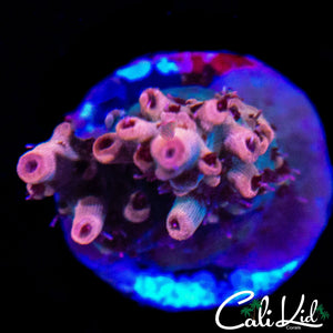 MYSTERY RAINBOW ACRO