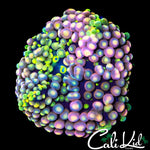 CK GRAPE ST BOUNCE RIC