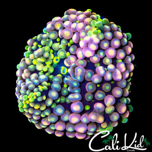 CK GRAPE ST BOUNCE RIC