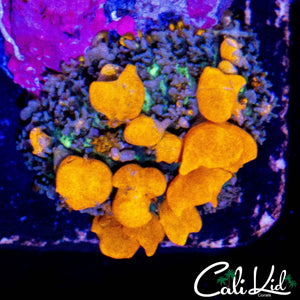 CK SUNKIST BOUNCE SHROOM
