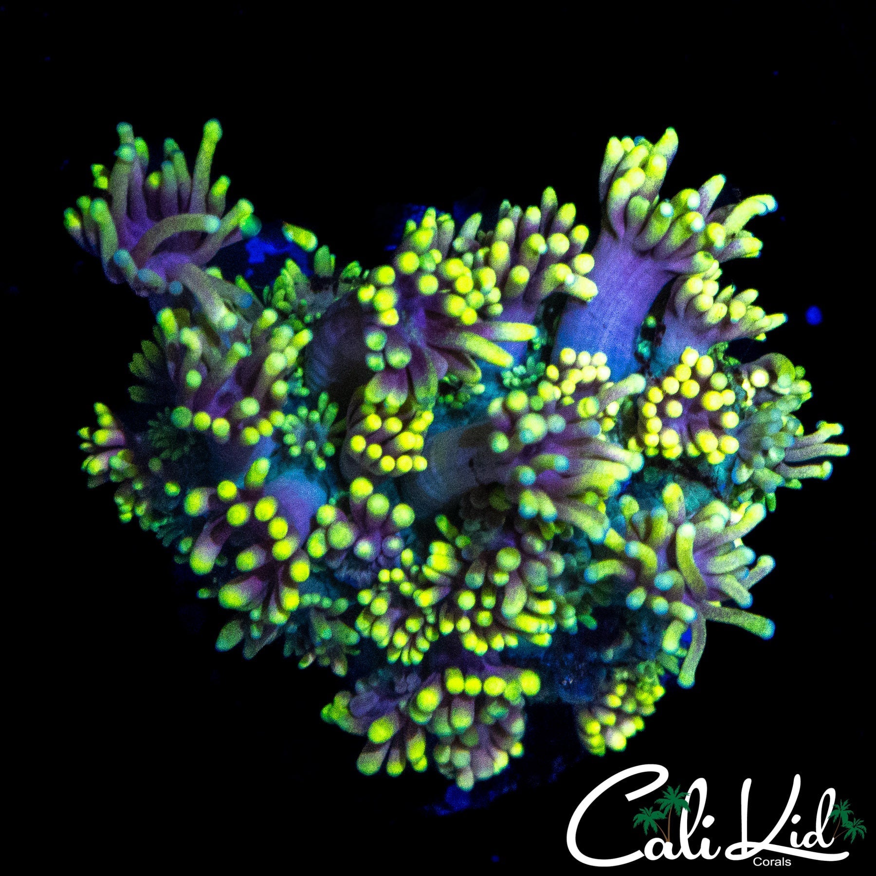 PURPLE EYE GONI