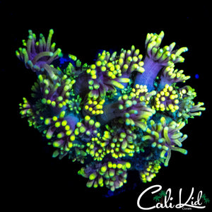 PURPLE EYE GONI