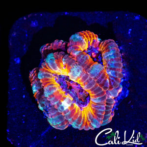 ULTIMATE RAINBOW ACAN MINI COLONY