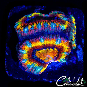 INSANE RAINBOW ACAN TRIPLE