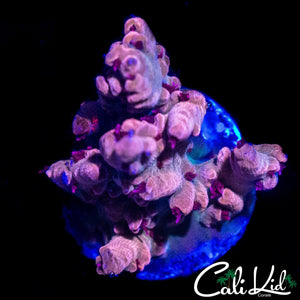 CK WATERMELON SUGA ACRO