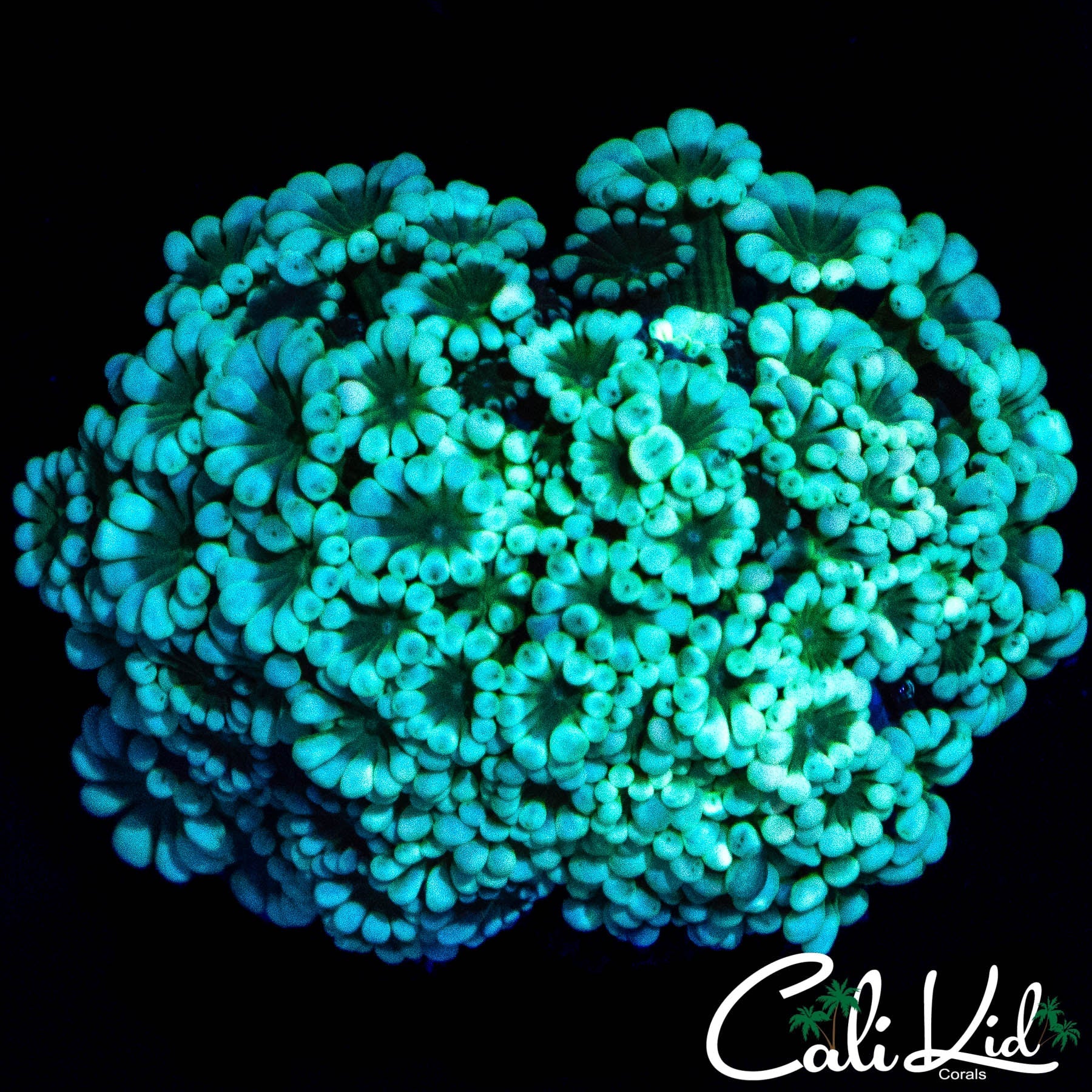 BI COLOR ALVY