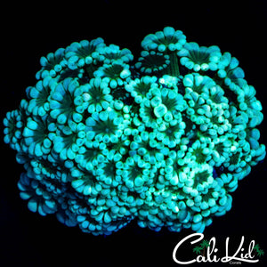 BI COLOR ALVY