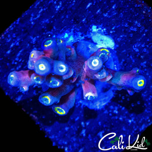 VIVID INSANITY ACRO
